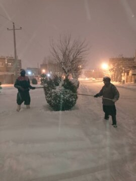 درخت تکانی شبانه روزی پرسنل شهرداری بوکان برای جلوگیری از شکستن شاخه های درختان