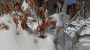 هوای سرد و یخبندان تا آخر هفته در کردستان ادامه دارد