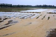 سیل نخستین روز سال ۲۳ میلیارد ریال به مزارع میامی خسارت زد