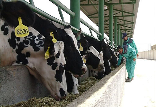 توان خراسان رضوی در تامین امنیت غذایی/ ۷۵ درصد کشاورزی استان همچنان سنتی است