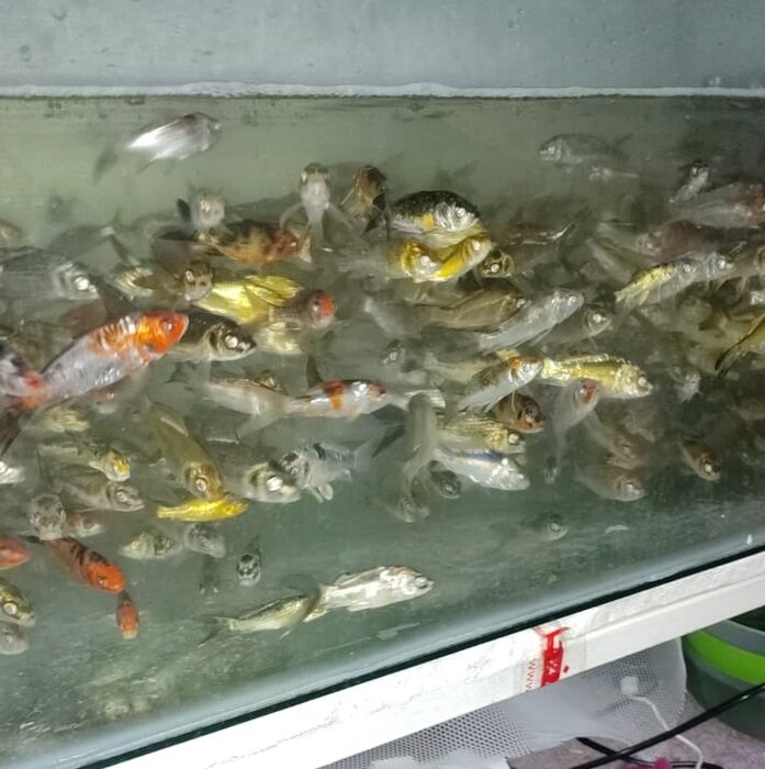 رسیدن به کارآفرینی در نوجوانی، حاصل پیوند استعداد، علاقه و اراده