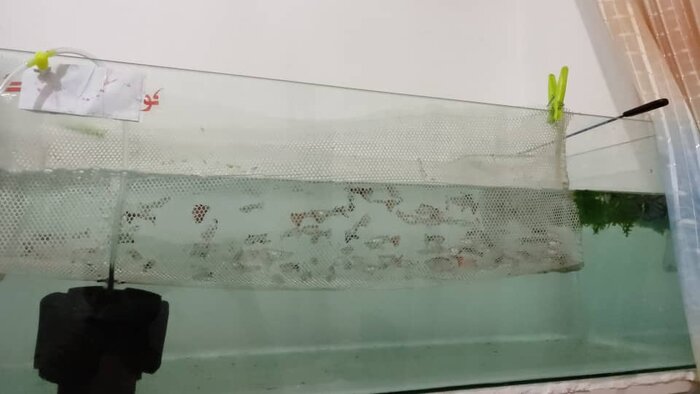 رسیدن به کارآفرینی در نوجوانی، حاصل پیوند استعداد، علاقه و اراده