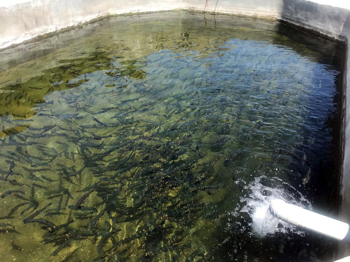 کارشناس مسوول شیلات جهادکشاورزی شاهرود: ۵۵۲ تن ماهی در سال تولید می‌شود