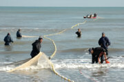 صید ماهی حلوا سفید در آب‌های شمال غرب خلیج فارس آزاد شد