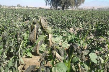 هواشناسی زنجان هشدار سطح زرد برای کشاورزان صادر کرد