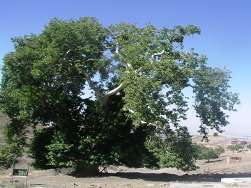 چنار زبرخان خراسان رضوی در فهرست میراث طبیعی ثبت شد