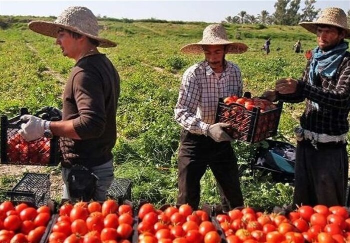 افزایش ۳.۵ برابری تولید در ۴۳ سال؛ کشاورزی گلستان با انقلاب جان گرفت