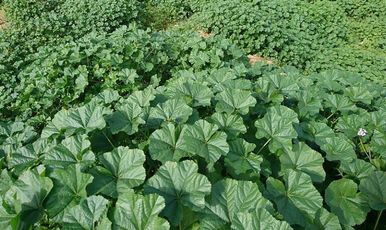 " توله " گیاه غذایی و دارویی مجبوب مردم گناوه