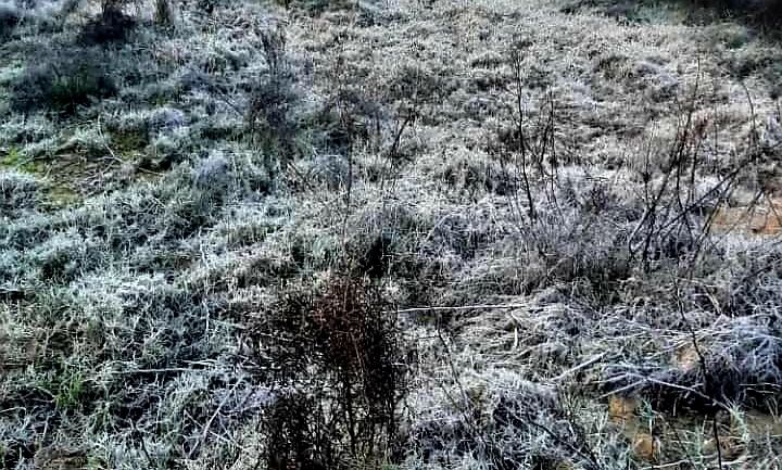 دمای هوا در شهرستان جم بوشهر منفی شد