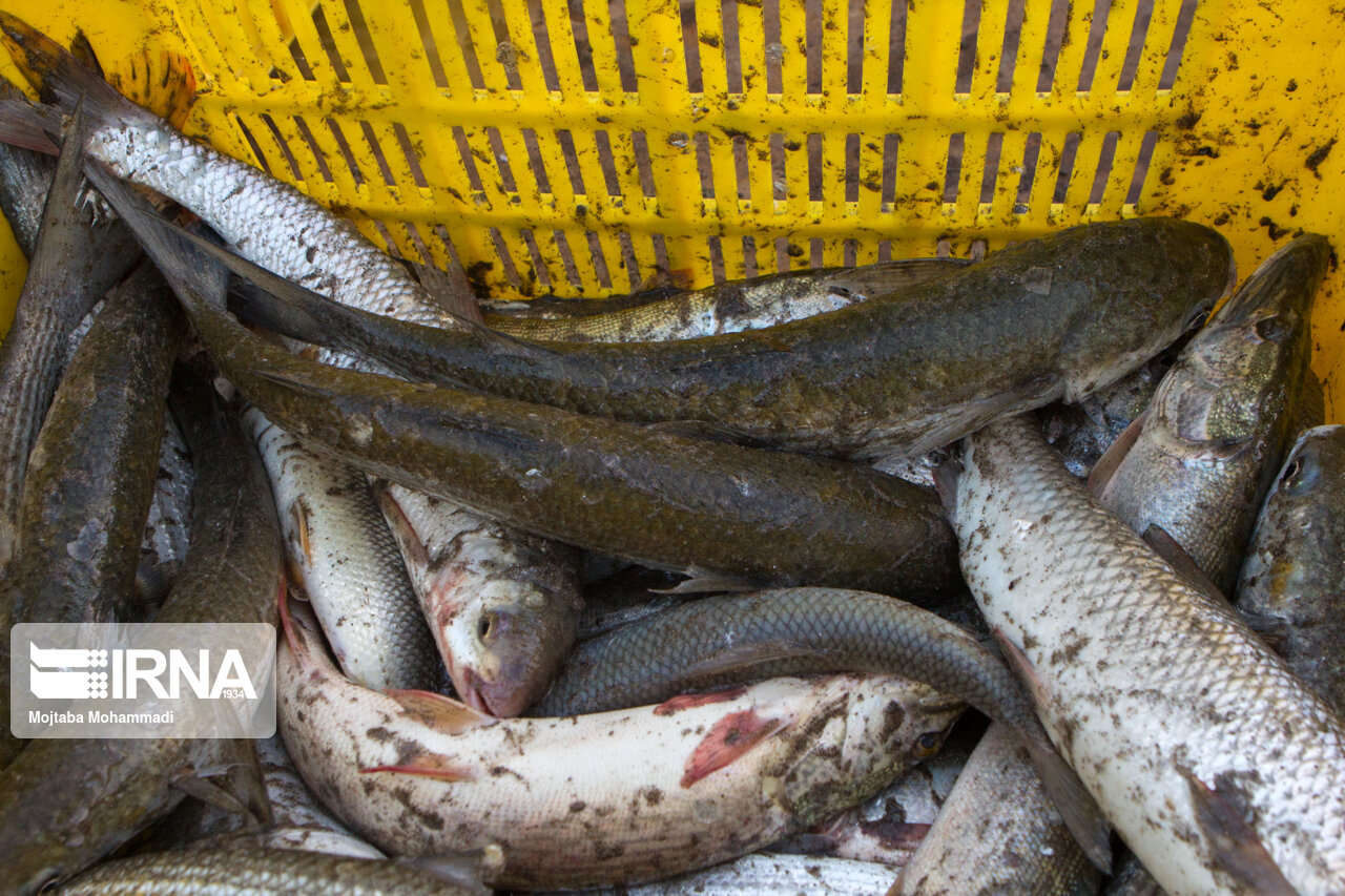 بیش از ۱۲ هزار کیلوگرم ماهی فاسد در شهرستان ملارد کشف شد