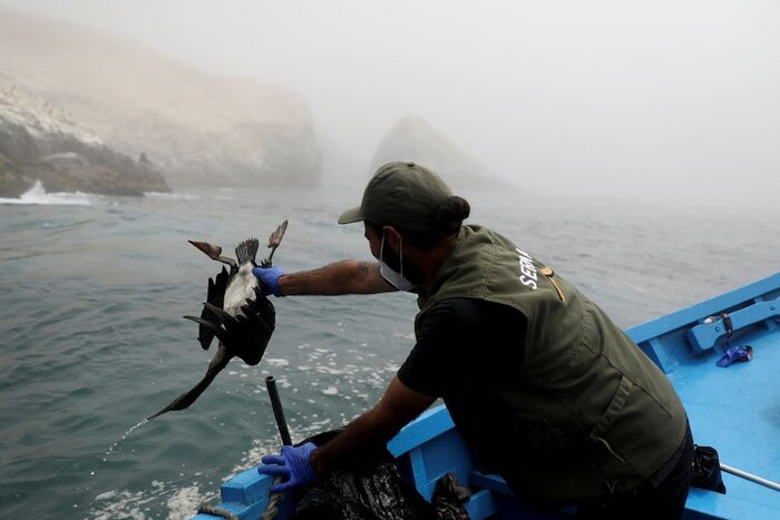 فاجعه زیستمحیطی در انتظار پرو؛ لکه نفتی ناشی از فوران آتشفشان تونگا