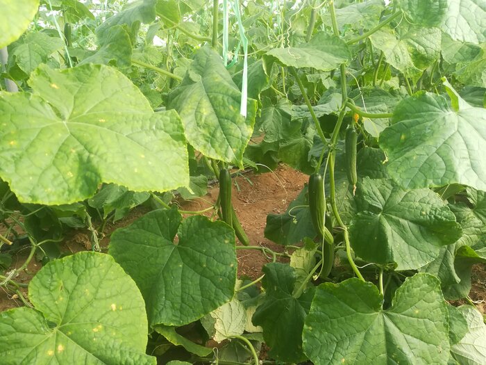 کشت گلخانهای مسیر سبز افزایش درآمد در قصرشیرین