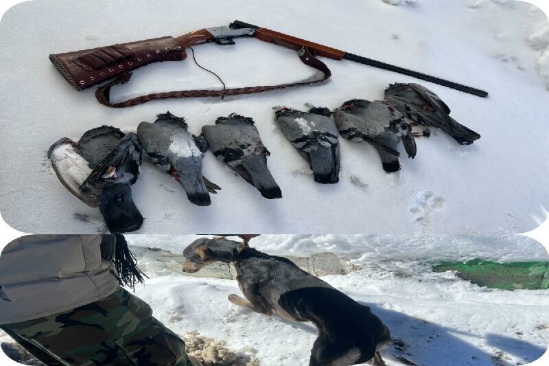 شکارچیان متخلف در بیجار به دام افتادند شکارچیان متخلف در بیجار به دام افتادند