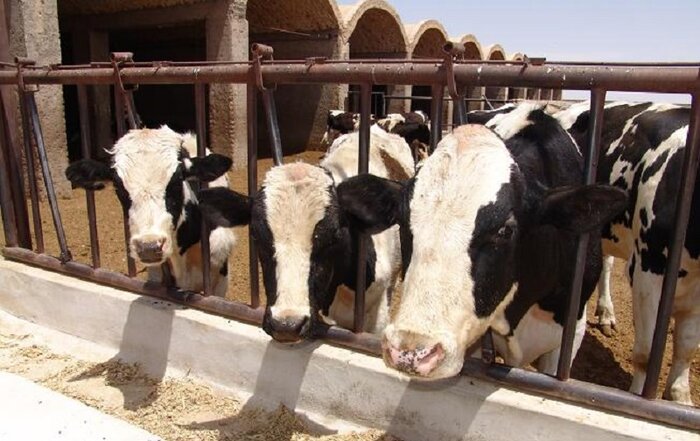 تولید روزانه شیر در ابرکوه ۱۰ تن افزایش یافت