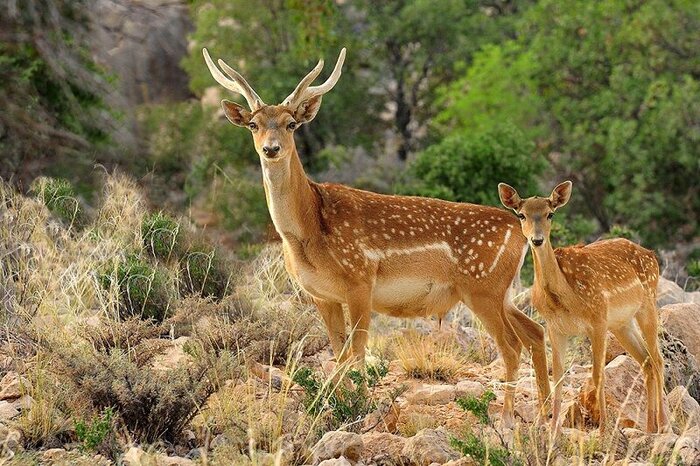 Iran's DOE cooperates with int’l bodies to preserve biological species