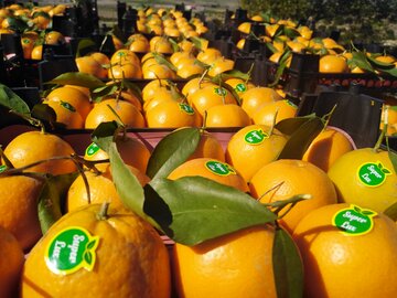 نخستین محموله مرکبات مازندران در بازار روسیه/ ۸۷ تن نارنگی به مسکو صادر شد