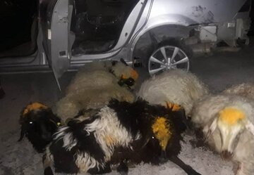 نیروی  انتظامی فسا ۲۶ گوسفند قاچاق از خودروهای سواری کشف کرد
