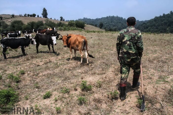 دلشوره جنگلبانان از متخلفان؛ جان نگهبانان طبیعت در خطر است