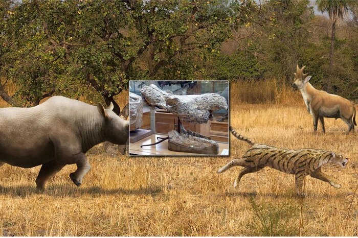 روایت «گدازه و فسیل» در سهند ماقبل تاریخ