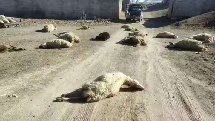 واژگونی تانکر مواد شیمیایی در بوانات فارس/ ۵۰ راس دام بر اثر مصرف آب آلوده تلف شدند