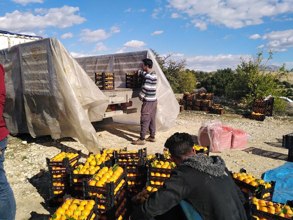 صادرات مرکبات ایران به چین  برای نخستین بار/ سیلهای اخیر به اراضی باغی و زراعی ۱۲ استان آسیب وارد کرد صادرات مرکبات ایران به چین  برای نخستین بار/ سیلهای اخیر به اراضی باغی و زراعی ۱۲ استان آسیب وارد کرد