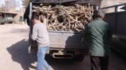 یک تُن چوب تاغ قاچاق در شاهرود کشف شد