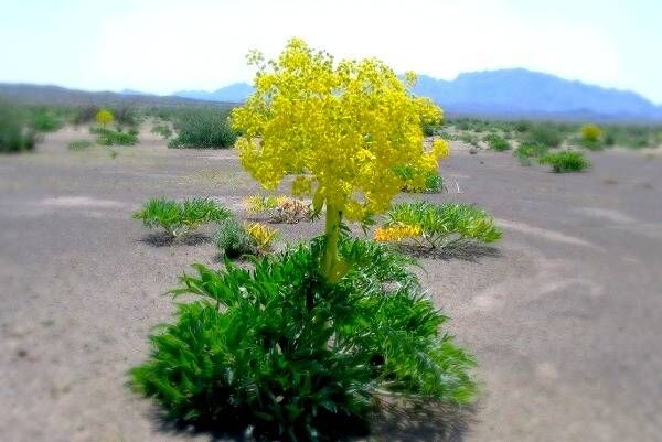 گیاه دارویی آنغوزه در فسا کشت شد گیاه دارویی آنغوزه در فسا کشت شد