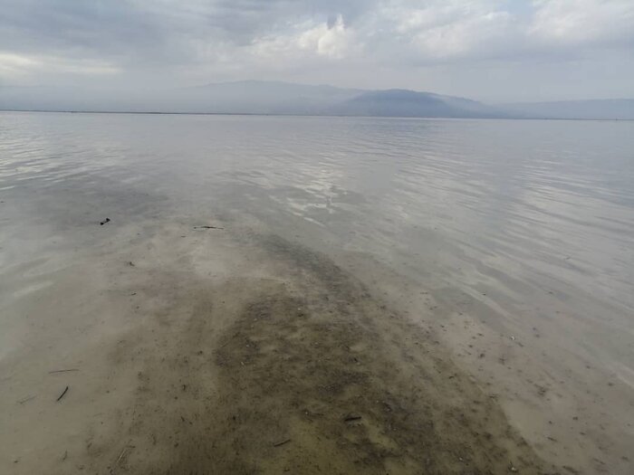 رنگ سبز آب سواحل قشم ناشی از ازدیاد ریزجلبکهاست