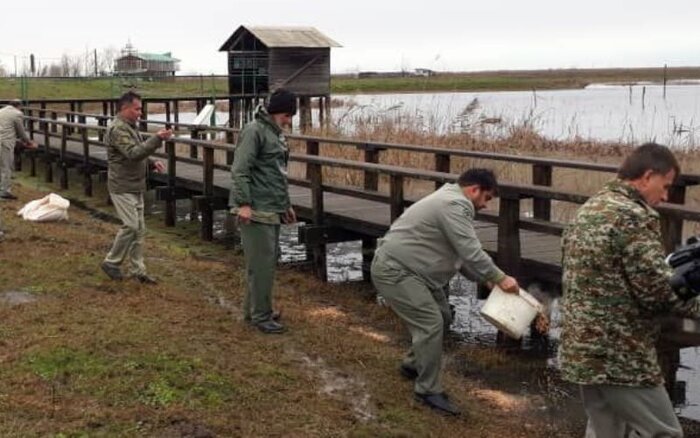 حمایتهای زمستانی از پرندگان و حیات وحش در گیلان