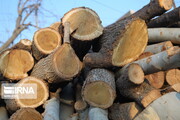 کشف ۲۱۷ تن چوب جنگلی قاچاق در عباس آباد