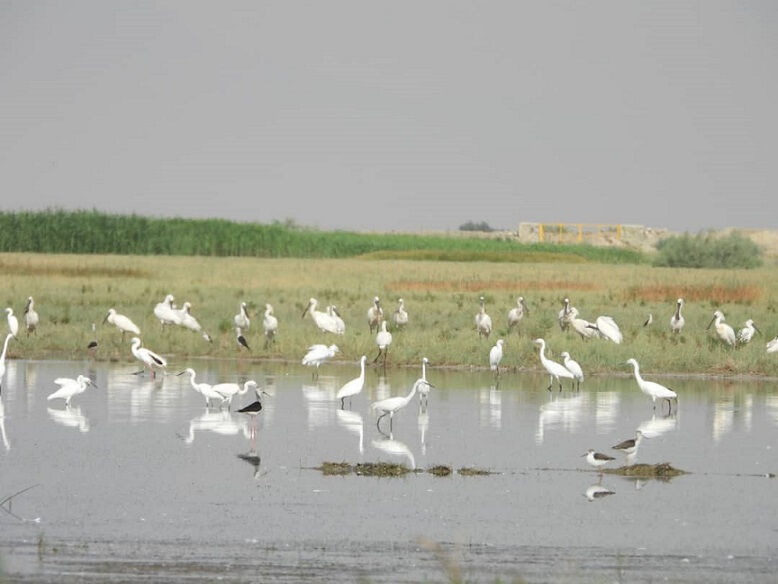 دمیدن جان دوباره بر پیکر بی جان " کمجان" 