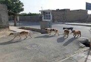 دادستان بشرویه: با ترک فعل درباره سگ‌های ولگرد برخورد می‌شود