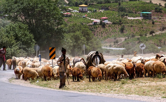 درختکاری در حاشیه جادههای مازندران؛ بذر امید در دل ناکامی تاریخی