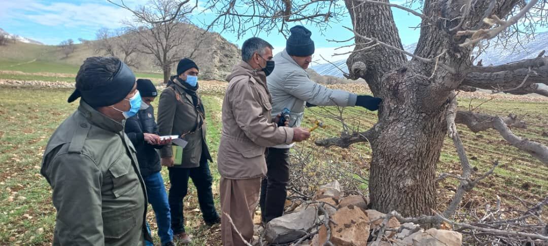 طرح پایش هوشمند درختان جنگلی در گیلانغرب آغاز شد