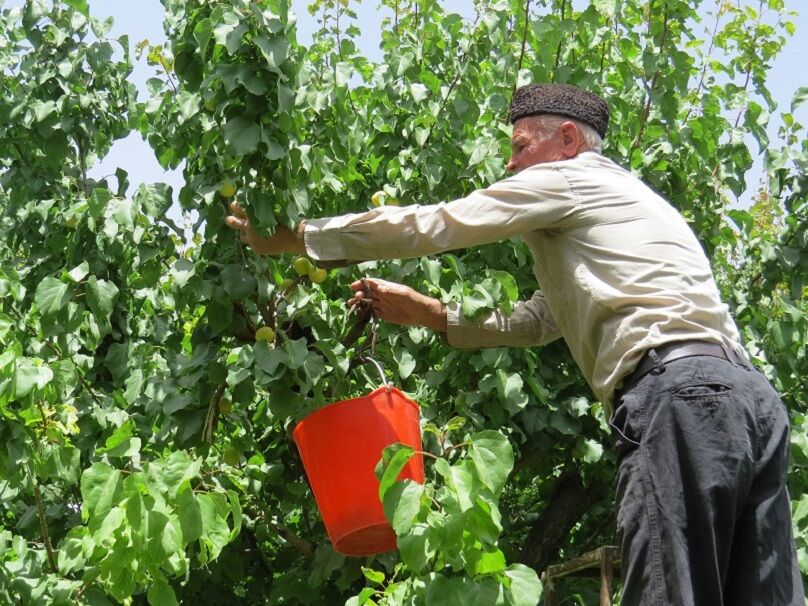 یزد - ایرنا - مدیر شعب بانک کشاورزی یزد گفت: محصول 2 هزار و43  هکتار زمین...