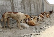 ۲۰۰ قلاده سگ بدون صاحب در میاندوآب زنده‌گیری شد