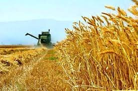 نگرانی آمریکا از قطع عرضه غلات اوکراین در صورت رخ دادن درگیری نظامی 
