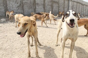 سگ های ولگرد تهدیدی برای "یاسین‌ها"