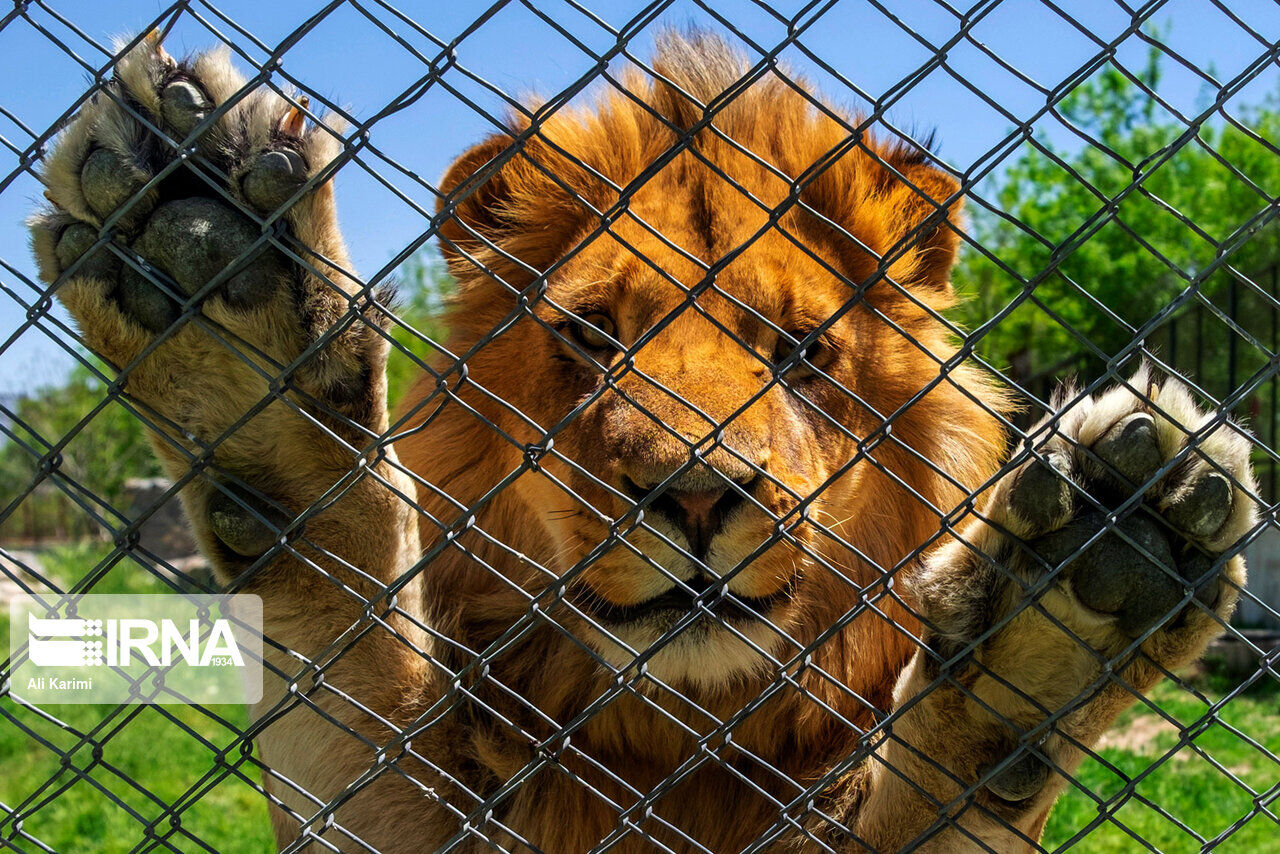 Dans un zoo Arak un lion tue son garde IRNA Fran ais