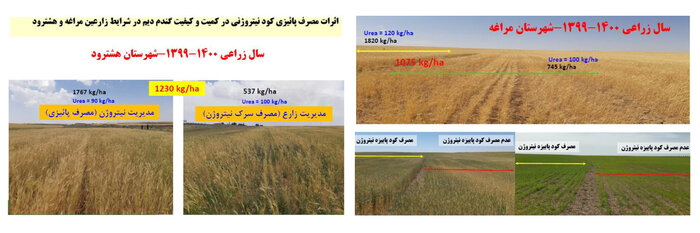 معرفی ارقام تحولزای گندم دستاوردی از جنس امنیت غذایی