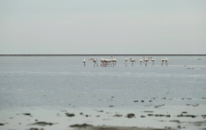 گلستان مسرور از اجرای طرح گردشگری آشوراده