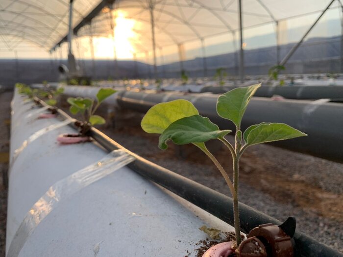 ۴ طرح عمرانی و کشاورزی در رفسنجان بهرهبرداری شد