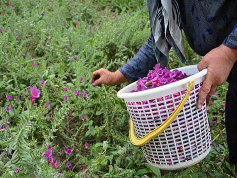 امسال ۱۰ درصد به سطح زیرکشت گیاهان دارویی ابرکوه افزوده شد