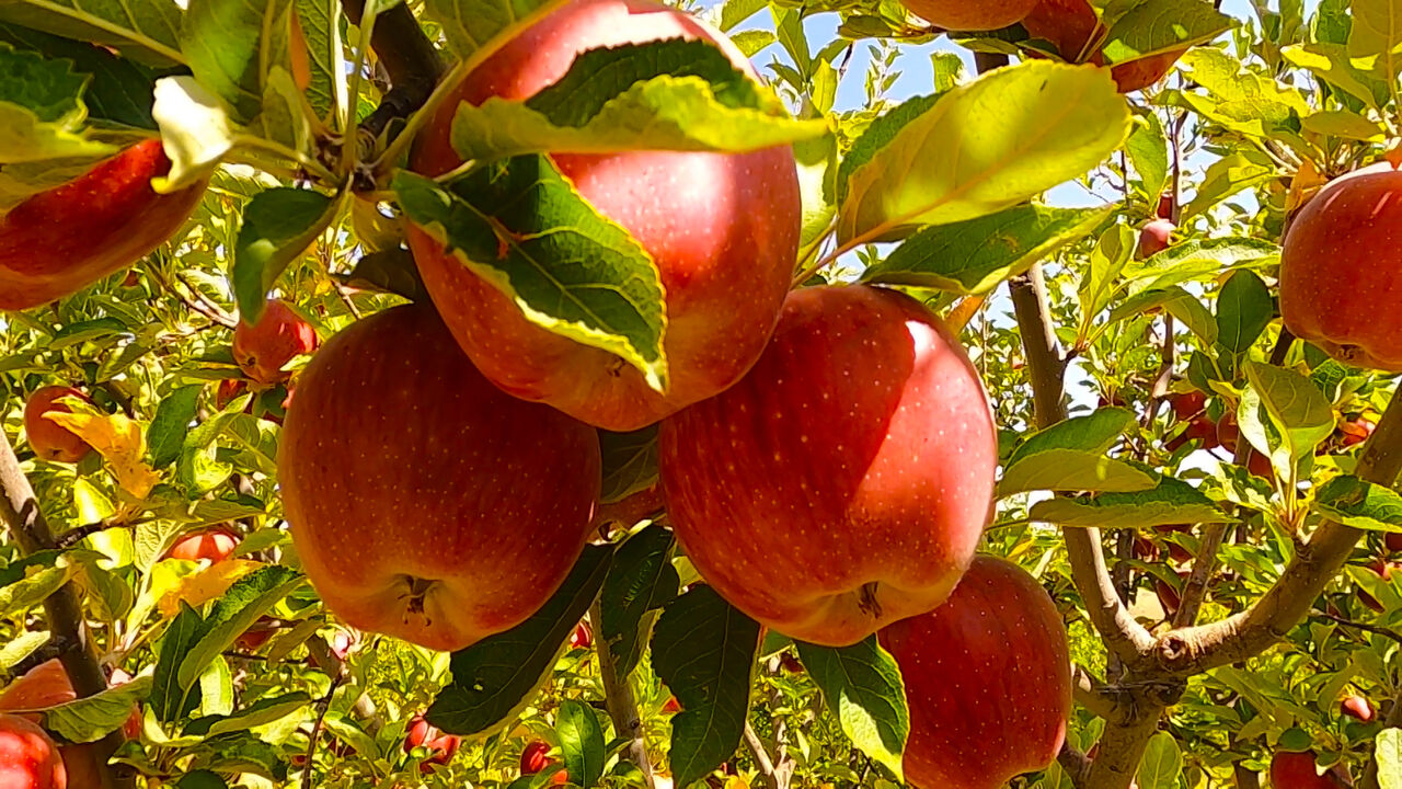 از راهبرد دولت برای کاهش رسوب کالا در بنادر تا طرح آبرسانی برای عشایر