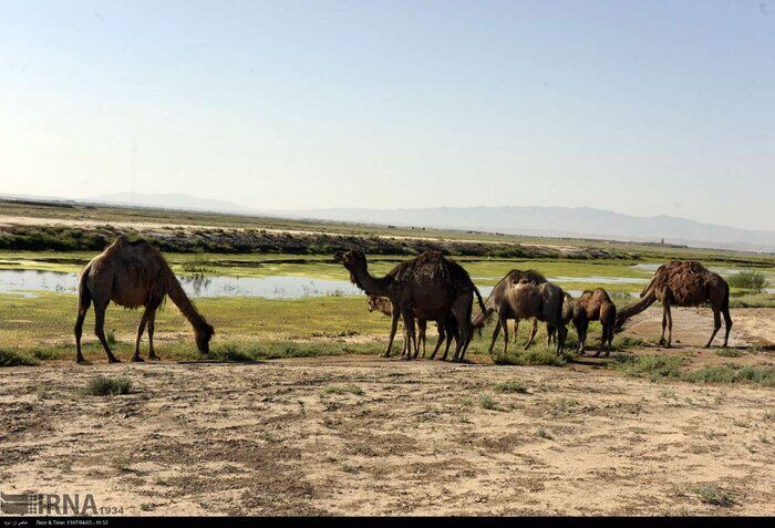  احیای تنها تالاب البرز در انتظار نگاه ویژه 