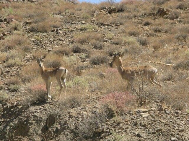 افزایش ۴ برابری جمعیت گونه‌های برجسته حیات‌وحش در قرق‌های اختصاصی