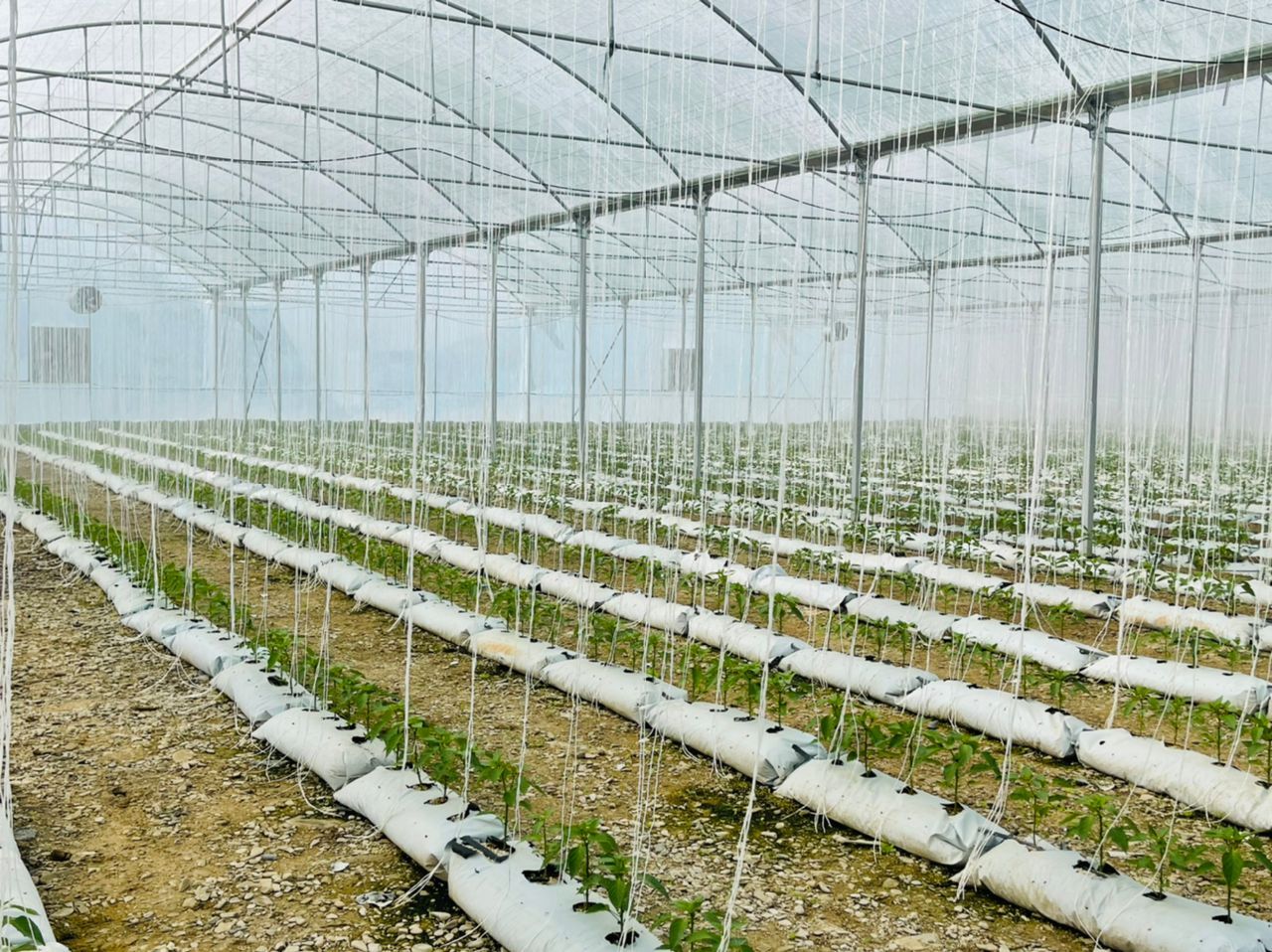 کلنگ ساخت کمربندی شمالی شهر نیکشهر به زمین زده شد