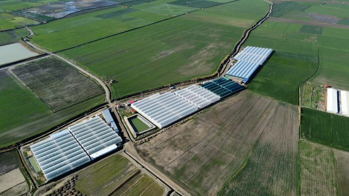 استقبال از سرمایهگذاری در شهرکهای گلخانهای گلستان افزایش یافت