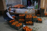 از صادرات ۱۵۰ تنی نارنگی مازندران تا بدبینی  آمریکایی‌ها به آینده جوانانشان 