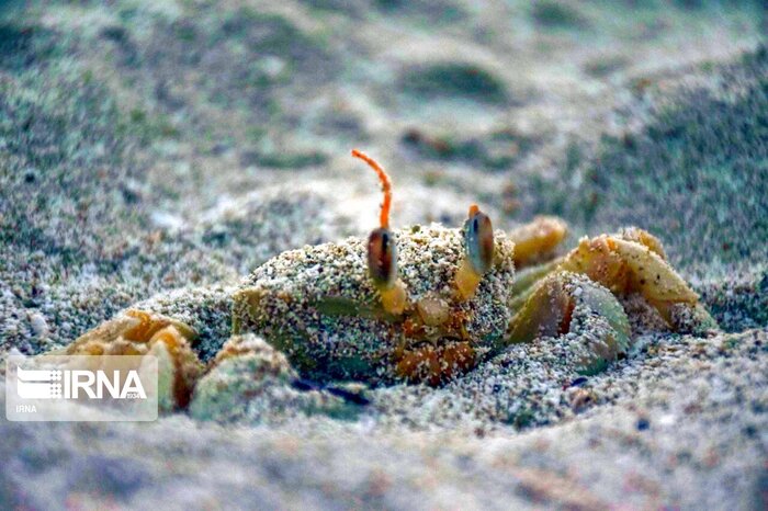 Atlantic ghost crab in Kish Island
